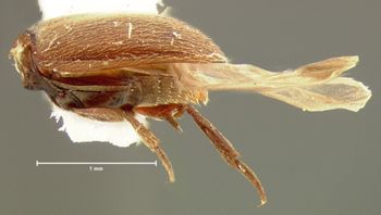 Media type: image;   Entomology 3210 Aspect: habitus lateral view